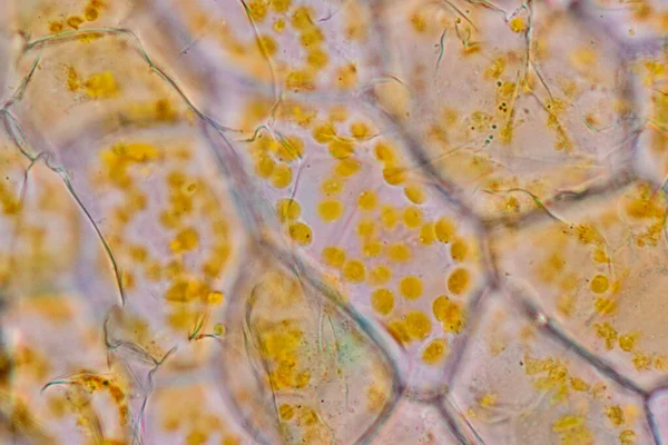 Цветок Клеточной Структуры Вид Хромопласта Клетках Растений Микроскопом Обучения Классе — стоковое фото
