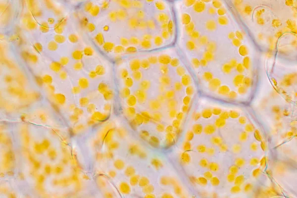 Cell structure flower, View of chromoplast showing in plant cells under the microscope for classroom education.