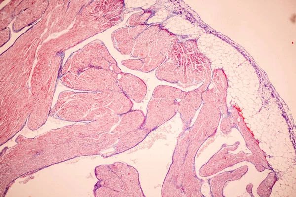 血液の組織 静脈ヒト 実験室で顕微鏡下の動脈ヒトと心臓の筋肉ヒト — ストック写真