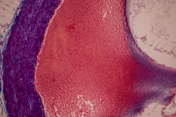 Tkanka Krwi Ludzkiej Żylnej Ludzkiej Tętnicy Ludzkiej Mięśnia Sercowego Człowieka — Zdjęcie stockowe