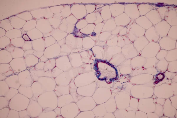 血液の組織 静脈ヒト 実験室で顕微鏡下の動脈ヒトと心臓の筋肉ヒト — ストック写真