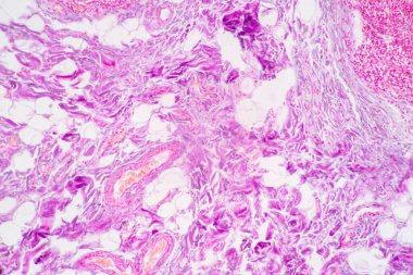 Mide İnsanı, İnce bağırsak İnsanı, Pankreas İnsanı ve İnce bağırsak İnsanı 'nın Özellikleri Laboratuvarda mikroskop altında.