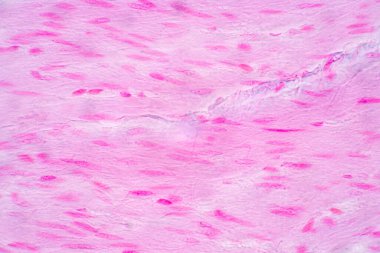 Mide İnsanı, İnce bağırsak İnsanı, Pankreas İnsanı ve İnce bağırsak İnsanı 'nın Özellikleri Laboratuvarda mikroskop altında.