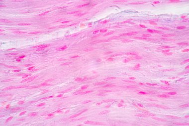 Mide İnsanı, İnce bağırsak İnsanı, Pankreas İnsanı ve İnce bağırsak İnsanı 'nın Özellikleri Laboratuvarda mikroskop altında.