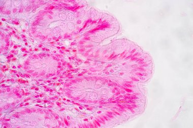 Mide İnsanı, İnce bağırsak İnsanı, Pankreas İnsanı ve İnce bağırsak İnsanı 'nın Özellikleri Laboratuvarda mikroskop altında.