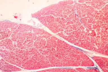 Mide İnsanı, İnce bağırsak İnsanı, Pankreas İnsanı ve İnce bağırsak İnsanı 'nın Özellikleri Laboratuvarda mikroskop altında.