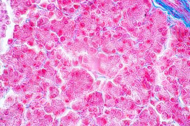 Mide İnsanı, İnce bağırsak İnsanı, Pankreas İnsanı ve İnce bağırsak İnsanı 'nın Özellikleri Laboratuvarda mikroskop altında.