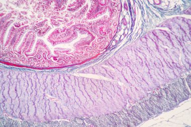 Backgrounds of Characteristics Tissue of Stomach Human, Small intestine Human, Pancreas Human and Large intestine Human under the microscope in Lab. clipart