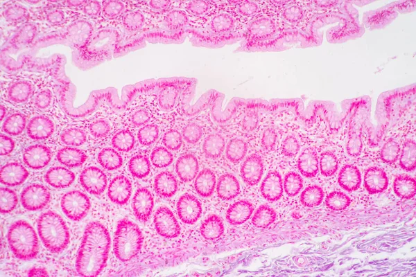 Backgrounds of Characteristics Tissue of Stomach Human, Small intestine Human, Pancreas Human and Large intestine Human under the microscope in Lab.