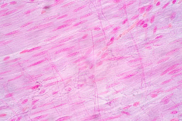 Fundalurile Caracteristicilor Țesutul Stomacului Uman Intestinul Subțire Uman Pancreasul Intestinul — Fotografie, imagine de stoc
