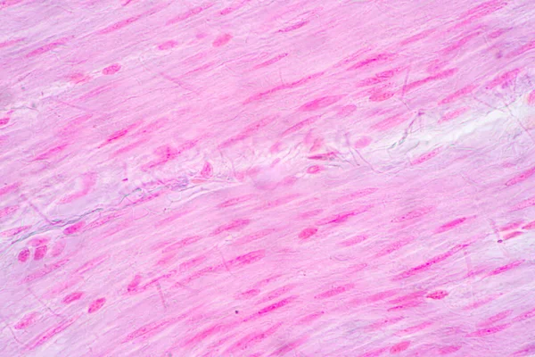Fundalurile Caracteristicilor Țesutul Stomacului Uman Intestinul Subțire Uman Pancreasul Intestinul — Fotografie, imagine de stoc