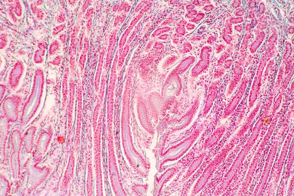 研究室の顕微鏡下における胃ヒト 膵臓ヒト 大腸の特徴の背景 — ストック写真