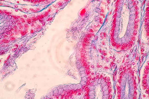 实验室显微镜下胃人 小肠人 胰腺人和大肠人特征组织的背景 — 图库照片