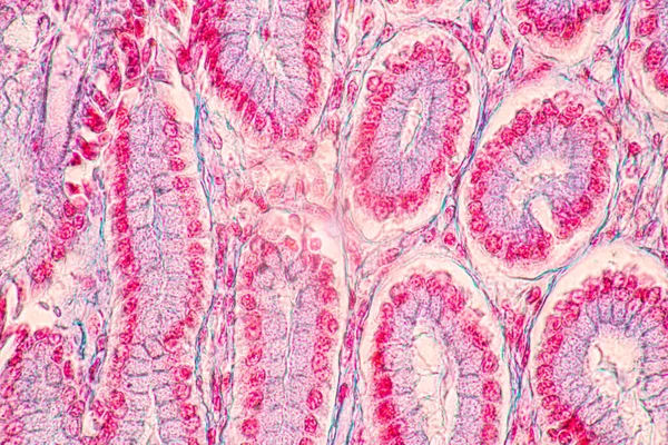 Latar Belakang Karakteristik Jaringan Perut Manusia Usus Kecil Manusia Pancreas — Stok Foto