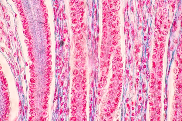 研究室の顕微鏡下における胃ヒト 膵臓ヒト 大腸の特徴の背景 — ストック写真