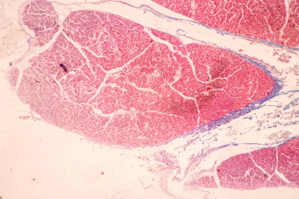 Backgrounds Characteristics Tissue Stomach Human Small Intestine Human Pancreas Human — Stock Photo, Image