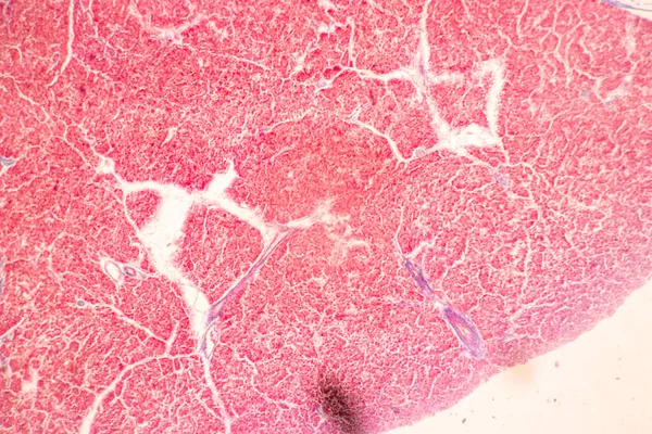 Tła Charakterystyczne Tkanka Żołądka Ludzkie Jelito Cienkie Ludzkie Trzustka Ludzkie — Zdjęcie stockowe