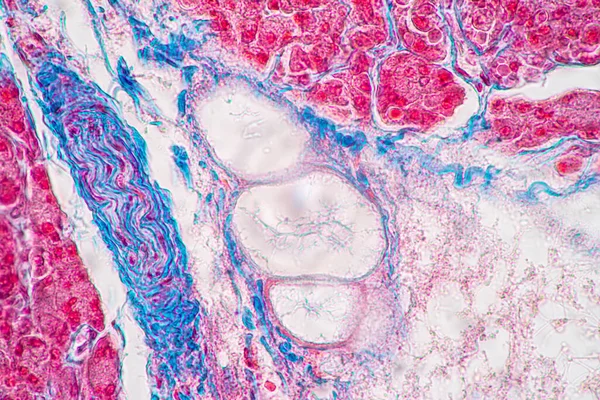 Sfondi Caratteristiche Tessuto Dello Stomaco Umano Intestino Tenue Umano Pancreas — Foto Stock
