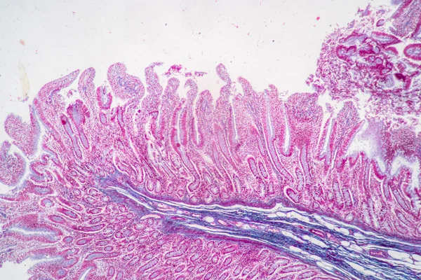 实验室显微镜下胃人 小肠人 胰腺人和大肠人特征组织的背景 — 图库照片