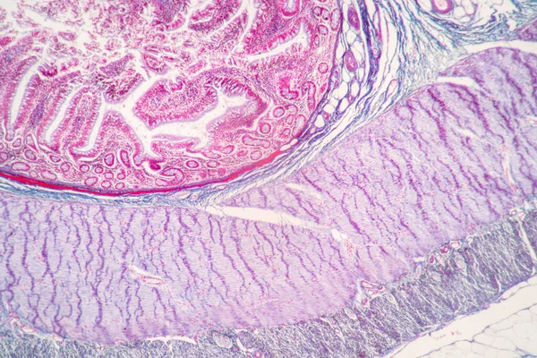 Backgrounds of Characteristics Tissue of Stomach Human, Small intestine Human, Pancreas Human and Large intestine Human under the microscope in Lab.