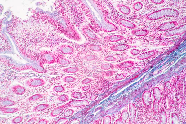 Backgrounds of Characteristics Tissue of Stomach Human, Small intestine Human, Pancreas Human and Large intestine Human under the microscope in Lab.