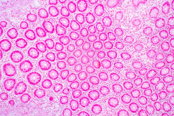 研究室の顕微鏡下における胃ヒト 膵臓ヒト 大腸の特徴の背景 ロイヤリティフリーのストック写真