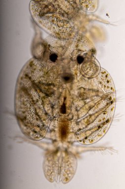 Parazitin (Argulus sp) desenleri ve arkaplanları. Ve (Clinostomum sp. ), Argulus sp. Ve Clinostomum sp. Laboratuvarda mikroskop altında.