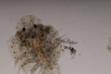 Parazitin (Argulus sp) desenleri ve arkaplanları. Ve (Clinostomum sp. ), Argulus sp. Ve Clinostomum sp. Laboratuvarda mikroskop altında.