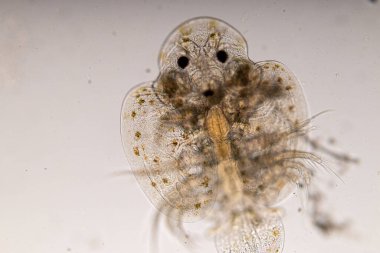 Parazitin (Argulus sp) desenleri ve arkaplanları. Ve (Clinostomum sp. ), Argulus sp. Ve Clinostomum sp. Laboratuvarda mikroskop altında.