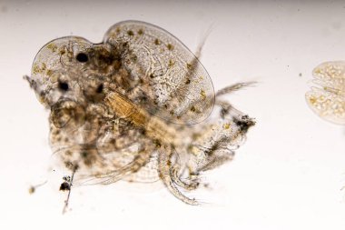 Parazitin (Argulus sp) desenleri ve arkaplanları. Ve (Clinostomum sp. ), Argulus sp. Ve Clinostomum sp. Laboratuvarda mikroskop altında.