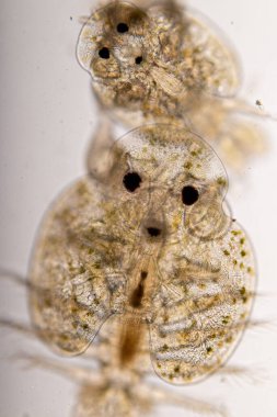 Parazitin (Argulus sp) desenleri ve arkaplanları. Ve (Clinostomum sp. ), Argulus sp. Ve Clinostomum sp. Laboratuvarda mikroskop altında.