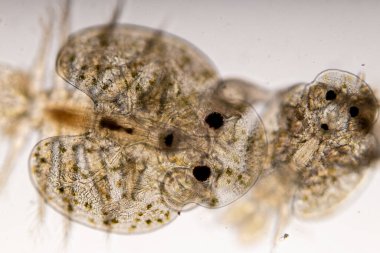 Parazitin (Argulus sp) desenleri ve arkaplanları. Ve (Clinostomum sp. ), Argulus sp. Ve Clinostomum sp. Laboratuvarda mikroskop altında.