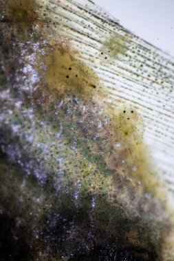 Parazitin (Argulus sp) desenleri ve arkaplanları. Ve (Clinostomum sp. ), Argulus sp. Ve Clinostomum sp. Laboratuvarda mikroskop altında.