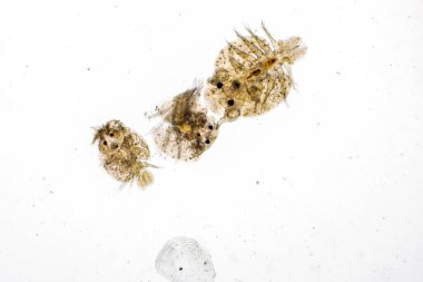Parazitin (Argulus sp) desenleri ve arkaplanları. Ve (Clinostomum sp. ), Argulus sp. Ve Clinostomum sp. Laboratuvarda mikroskop altında.