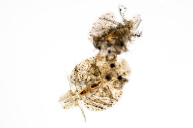 Parazitin (Argulus sp) desenleri ve arkaplanları. Ve (Clinostomum sp. ), Argulus sp. Ve Clinostomum sp. Laboratuvarda mikroskop altında.