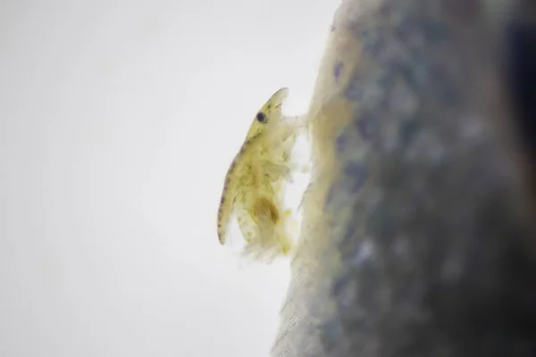 Візерунки Тло Паразитів Argulus Clinostomum Дослідження Argulus Clinostomum Під Мікроскопом — стокове фото