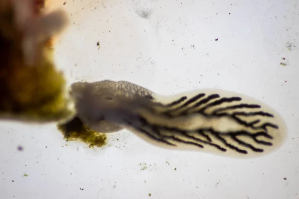 寄生虫 Argulus 的模式和背景 Clinostomum Argulus 的研究 还有Clinostomum 在实验室显微镜下观察 — 图库照片