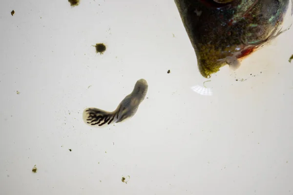 stock image Patterns and backgrounds of Parasitic (Argulus sp. And (Clinostomum sp.), Study of Argulus sp. And Clinostomum sp. under microscope view in laboratory.