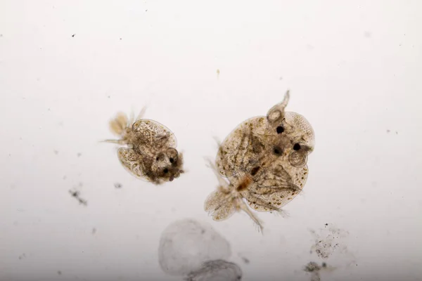 Parazitin Argulus Desenleri Arkaplanları Clinostomum Argulus Clinostomum Laboratuvarda Mikroskop Altında — Stok fotoğraf