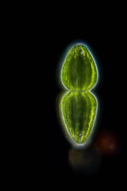 Study of protozoa and plant cells under the microscope for education.