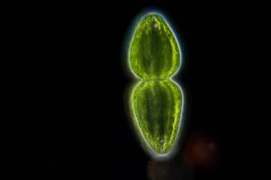 Study of protozoa and plant cells under the microscope for education.