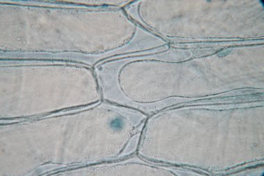 Study of protozoa and plant cells under the microscope for education.