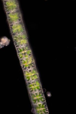 Study of protozoa and plant cells under the microscope for education.