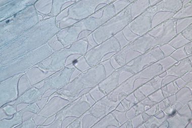 Study of protozoa and plant cells under the microscope for education.