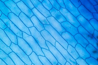 Study of protozoa and plant cells under the microscope for education.