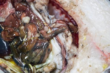 Studying different animals in science lab.