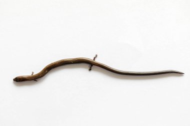 Studying different animals in science lab.