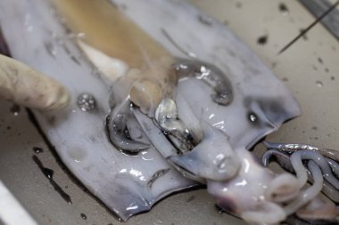 Studying different animals in science lab.