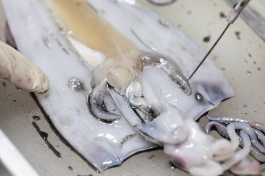 Studying different animals in science lab.