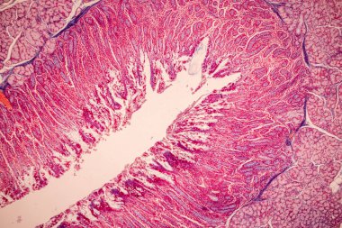 Tissue of Small intestine (Duodenum), Large intestine Human and Stomach Human under the microscope in Lab.